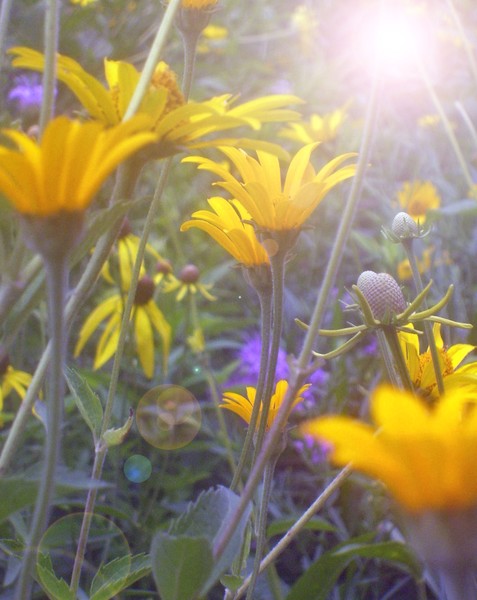 Morning sun