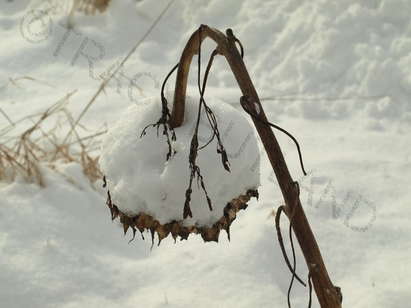 Day after the Storm