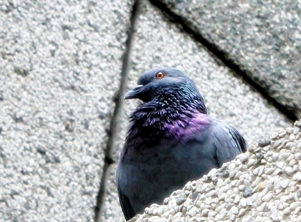 Pigeon