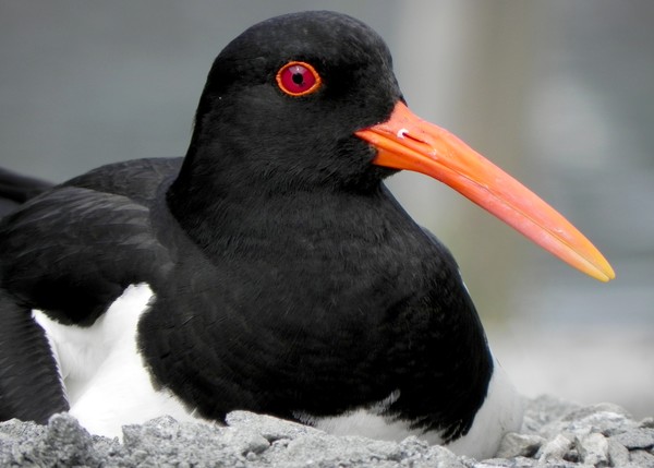 Oyster Catcher 7x5