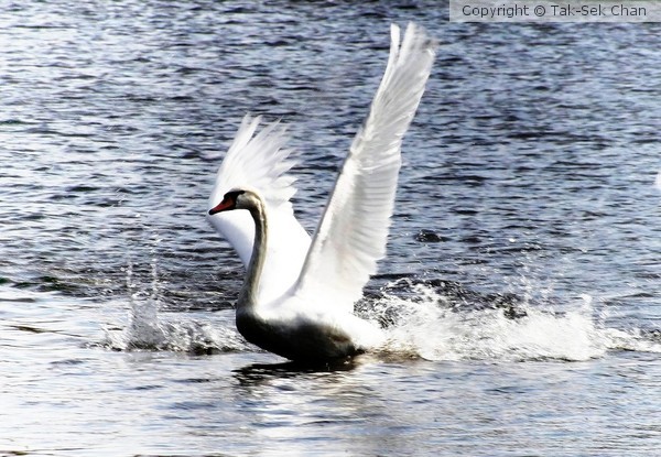 A mute swan is landing