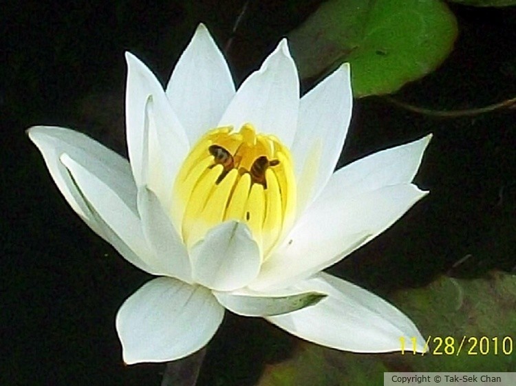 Fragrant Waterlily (Nymphaea oderata), Taiwan 11-28-2010