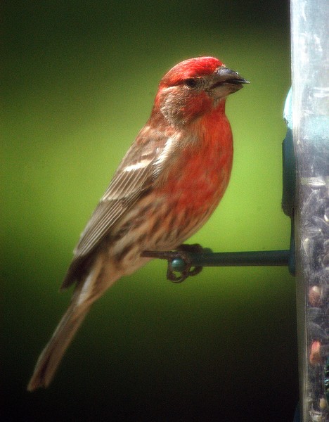 Bird on Feeder