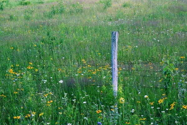 Field of Flowers
