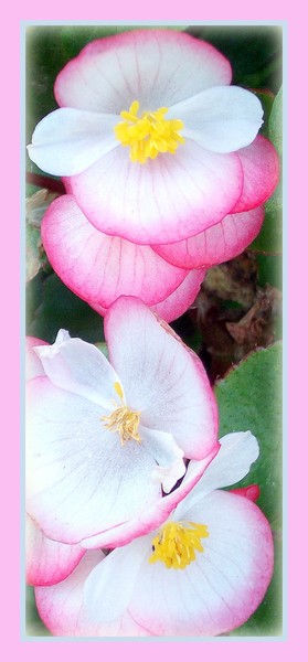 Soft flowers
