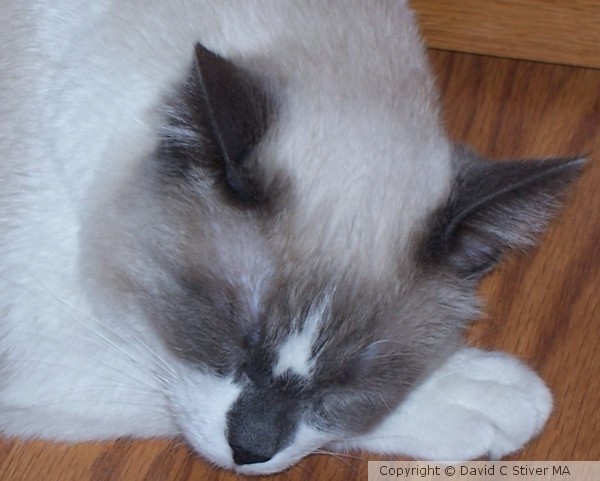 Napping Kitty 01