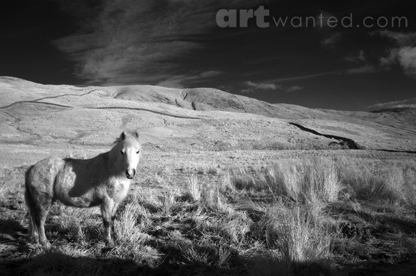 Kirkstone Horse