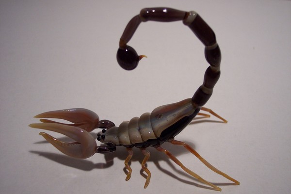 Scorpion