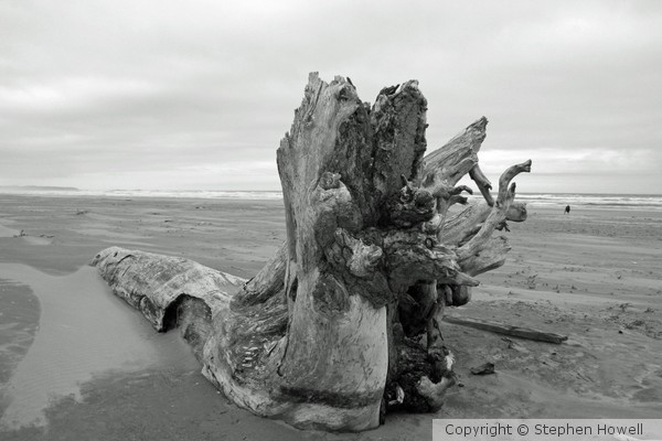 Driftwood