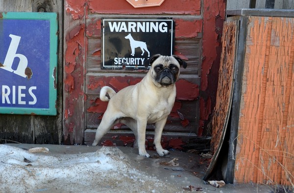 Guard Pug