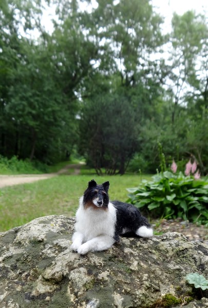 Collie