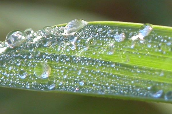 Dewdrops