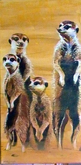meercat 1