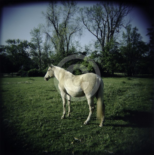 Holga Horse