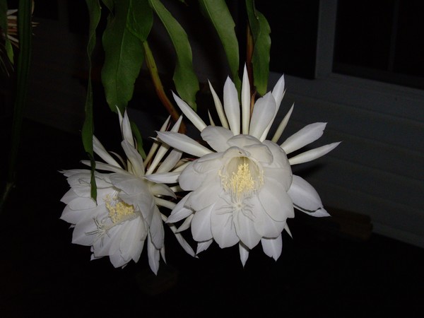 2008 . 1120pm011