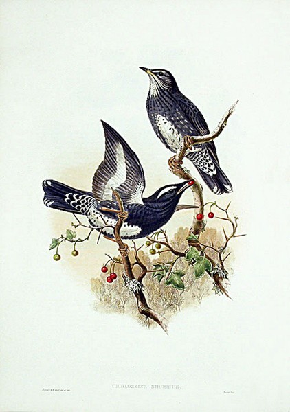 Siberian Thrush