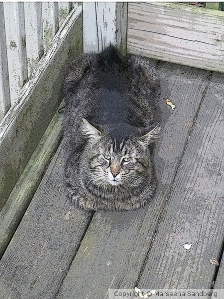 BOB the cat outside