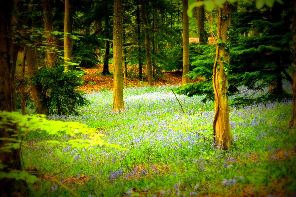 Bluebell carpet