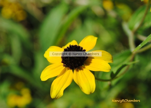 Droopy Daisy