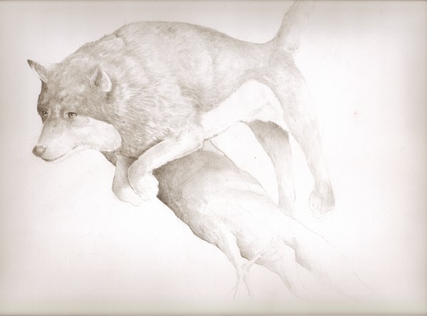 Wolf