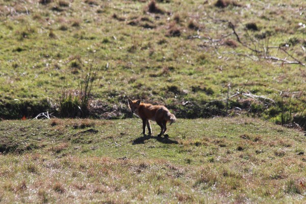 fox in the pasture