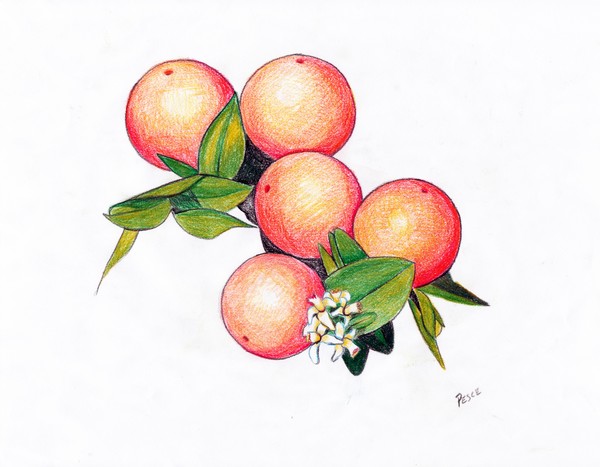 Oranges