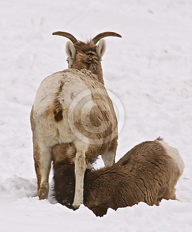 Big Horn Sheep version of 