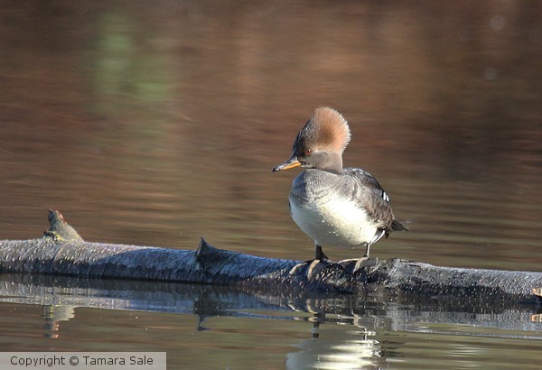 Female Merganser