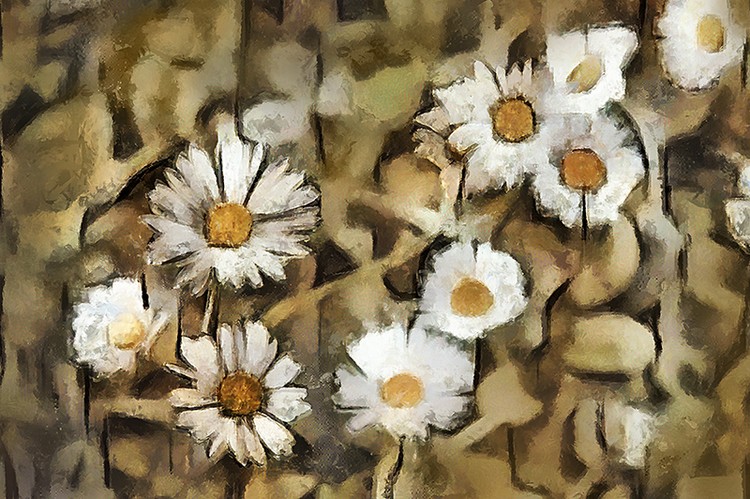 Daisies