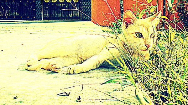 Random Click