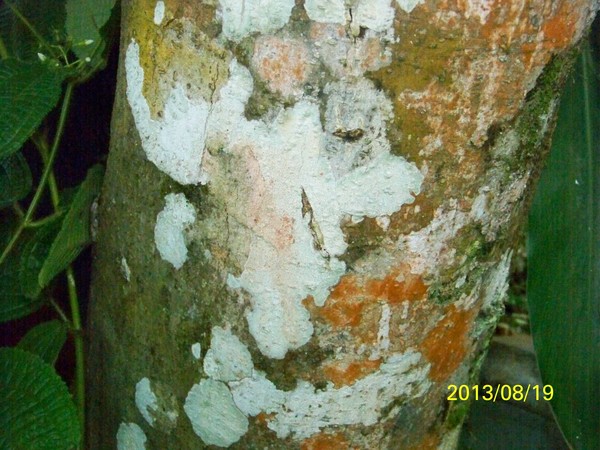 LICHENS ARTS N° 2  THE MASK