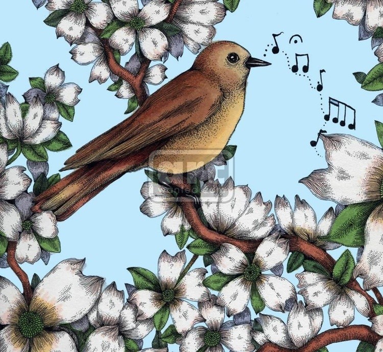 Brown Bird in Dogwood Tree Drawing