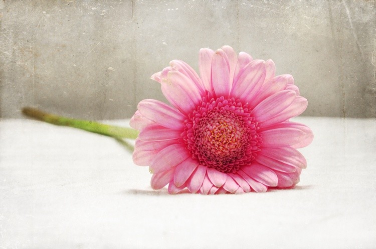 Softness