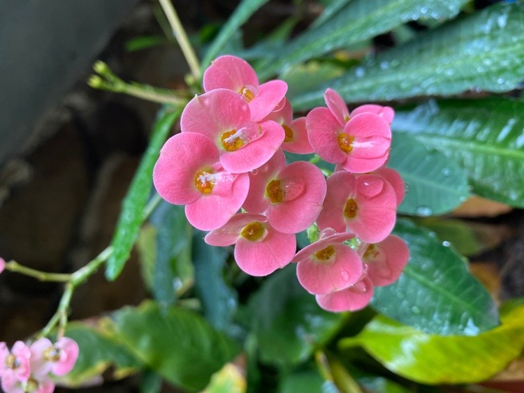 Pretty pink flowers