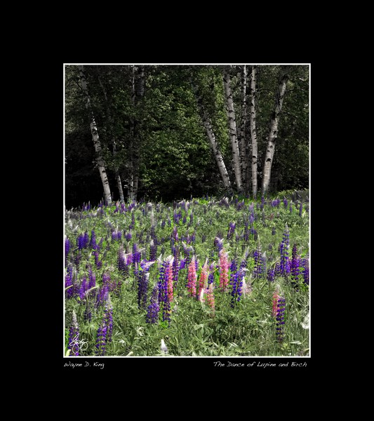 Dance of the Lupine and Birch Poster
