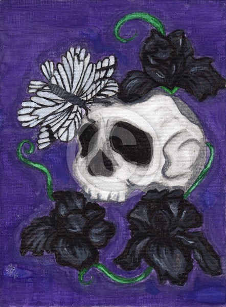 black bearded iris