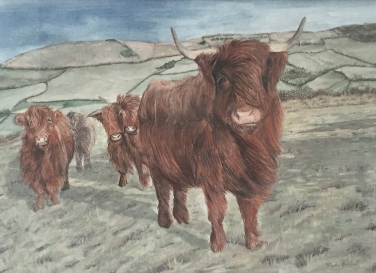 Highland cattle