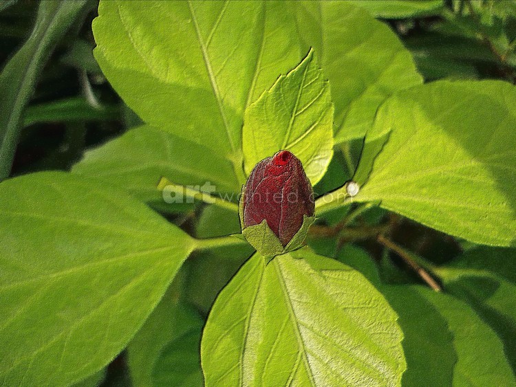 hibiscus flower