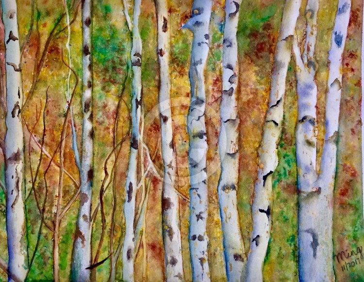 White Birch