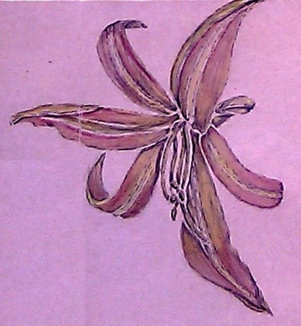 Daylily Watercolor