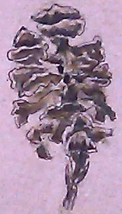 Tiny Pinecone Drawing