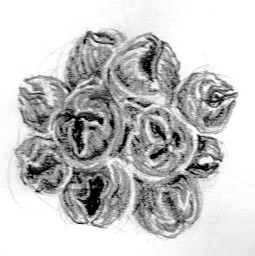 Brittle Gum Fruit Sketch