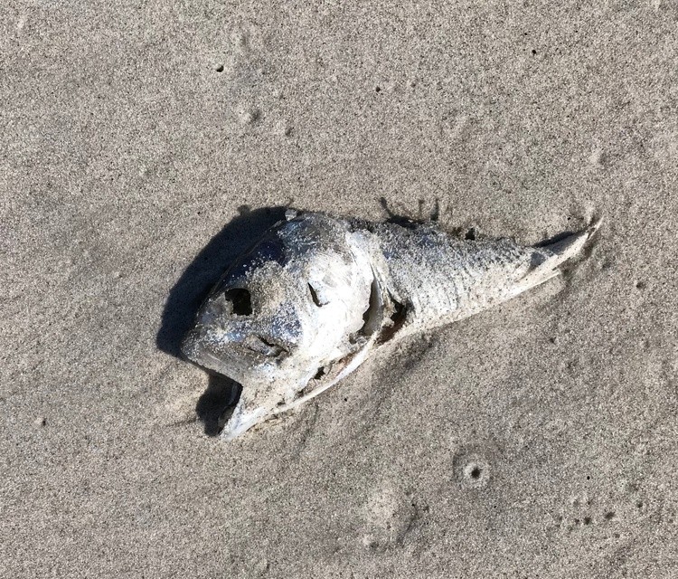 Washed up fish