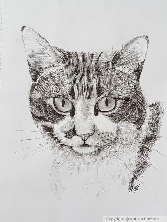 Cat Portrait