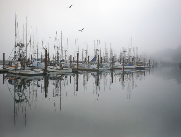 Foggy Docks