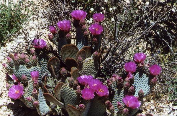 Springtime Joshua Tree 2