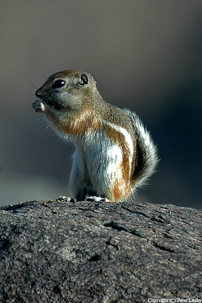Desert Chipmunk