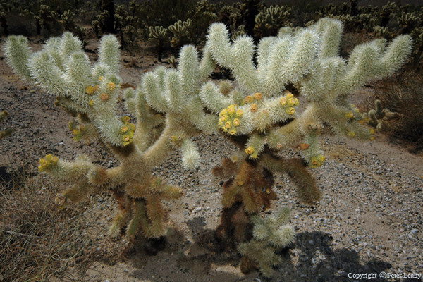Cholla Twins