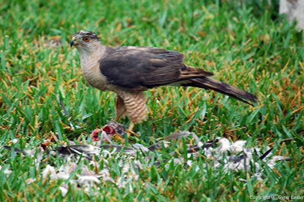 In the neighbor's yard.