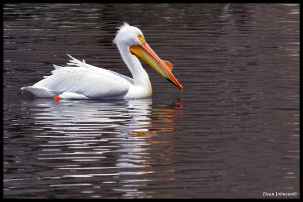 Pelicans
